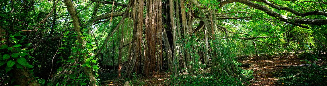 roots-(2).jpg roots-(2).jpg