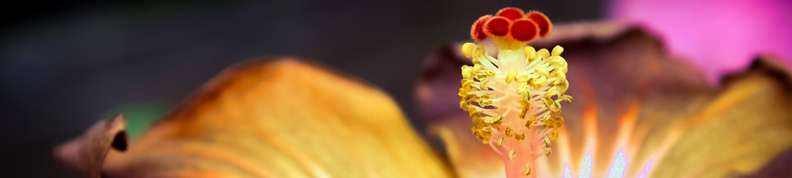 Co-Curricular Course