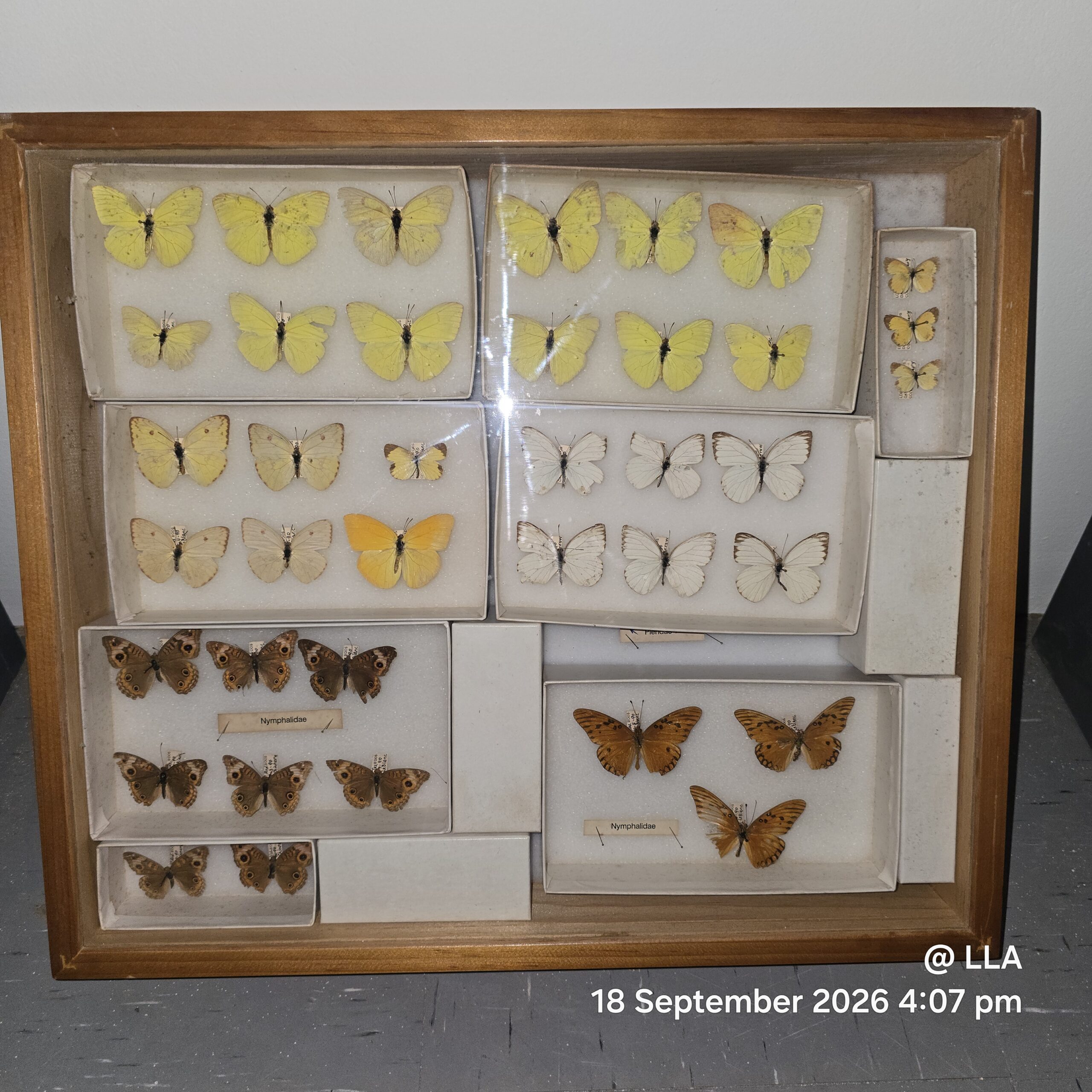 UWI Cave Hill Researcher Joins GBIF Biodiversity Initiative