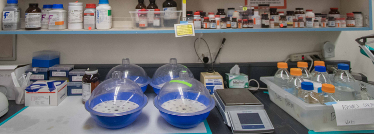 Chemistry Major/Double Major