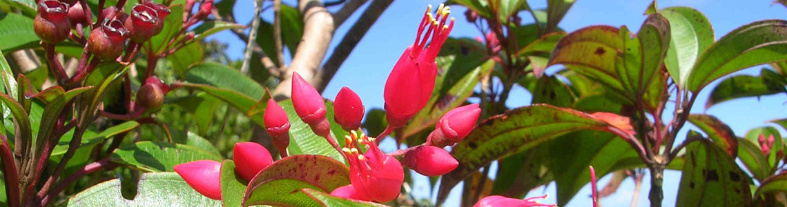 charianthus-alpinus_crop.jpg