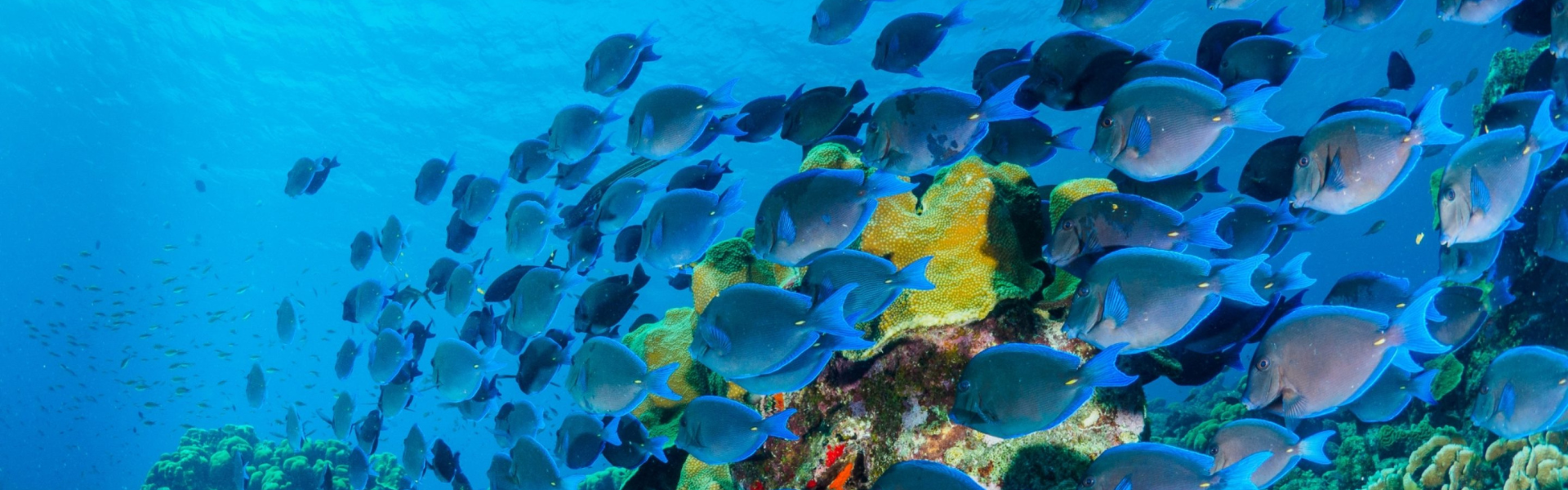 Centering Caribbean Voices on Sustainability