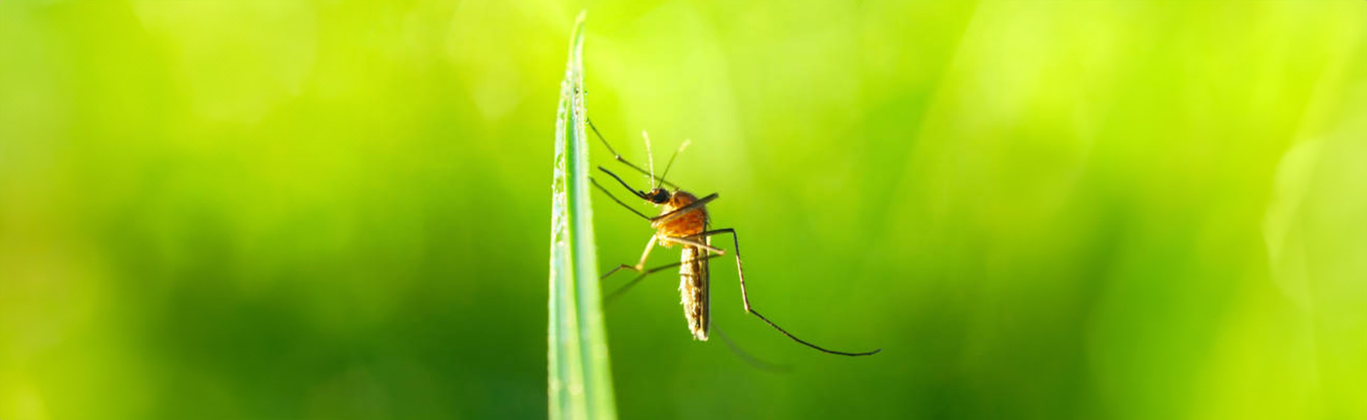 Putting Pesky Mosquitoes to REST