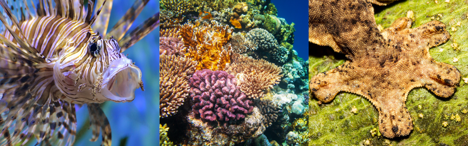 CERMES Leading the Charge Against Invasive Species 