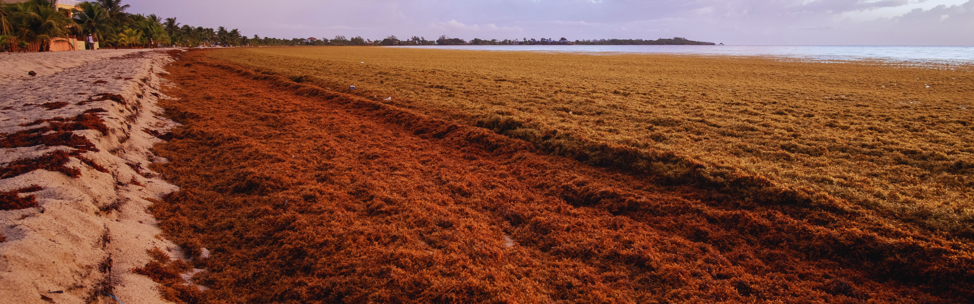 Microbial Discovery Scores Big for Barbados