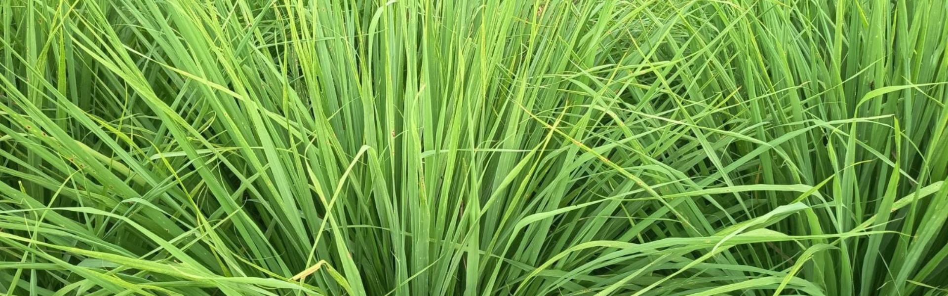 Unlocking the Sustainable Potential of Lemongrass